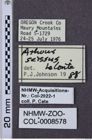 Etiketten zu Athous scissus (NHMW-ZOO-COL-0008578)